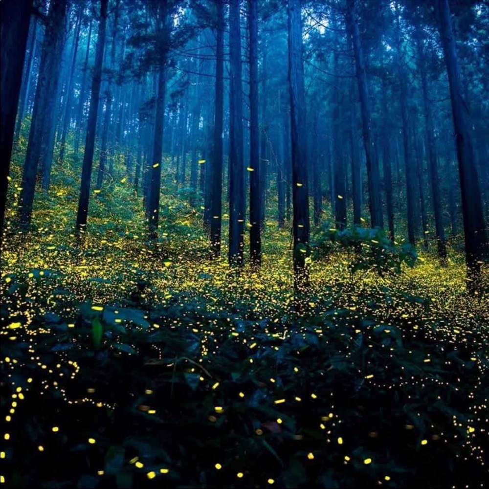 Meet your Posher, Langda